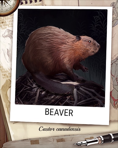 Beaver Nocturnal Animal Badge - Spades HD Beaver Nocturnal Animal Badge - Spades HD