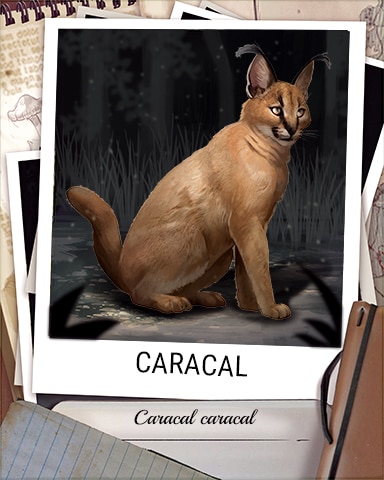 Caracal Nocturnal Animal Badge - Poppit! Bingo Caracal Nocturnal Animal Badge - Poppit! Bingo