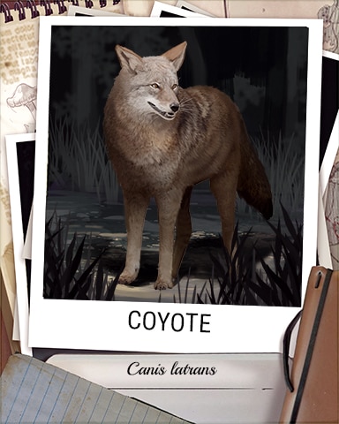 Coyote Nocturnal Animal Badge - Trizzle Coyote Nocturnal Animal Badge - Trizzle