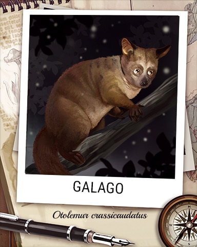 Galago Nocturnal Animal Badge - Claire Hart: Secret In The Shadows Galago Nocturnal Animal Badge - Claire Hart: Secret In The Shadows