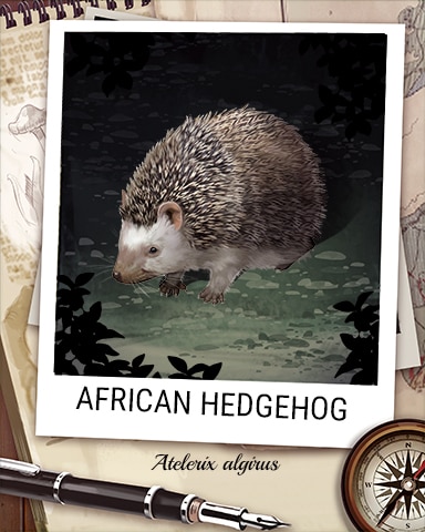 African Hedgehog Nocturnal Animal Badge - Jet Set Solitaire African Hedgehog Nocturnal Animal Badge - Jet Set Solitaire