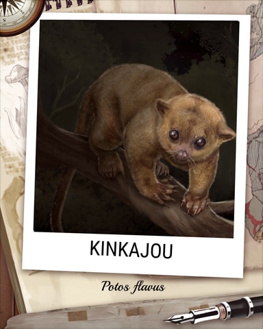 Kinkajou Nocturnal Animal Badge - Stack'em HD Kinkajou Nocturnal Animal Badge - Stack'em HD