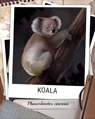 Koala Nocturnal Animal Badge - Tri-Peaks Solitaire HD Koala Nocturnal Animal Badge - Tri-Peaks Solitaire HD