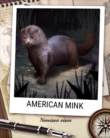 American Mink Nocturnal Animal Badge - Cookie Connect American Mink Nocturnal Animal Badge - Cookie Connect