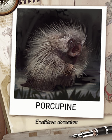 Porcupine Nocturnal Animal Badge - Anagrams Porcupine Nocturnal Animal Badge - Anagrams