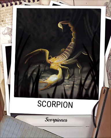 Scorpion Nocturnal Animal Badge - Sweet Tooth Town Scorpion Nocturnal Animal Badge - Sweet Tooth Town