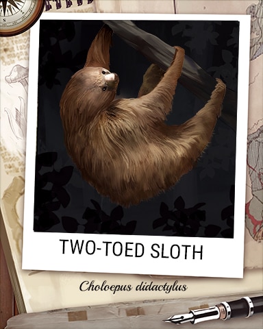 Two-Toed Sloth Nocturnal Animal Badge - Pogo Daily Sudoku Two-Toed Sloth Nocturnal Animal Badge - Pogo Daily Sudoku
