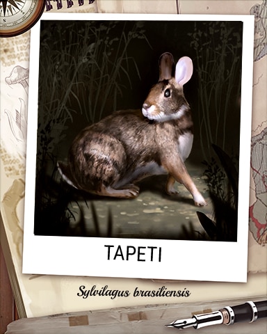 Tapeti Nocturnal Animal Badge - Poppit! Bingo Tapeti Nocturnal Animal Badge - Poppit! Bingo