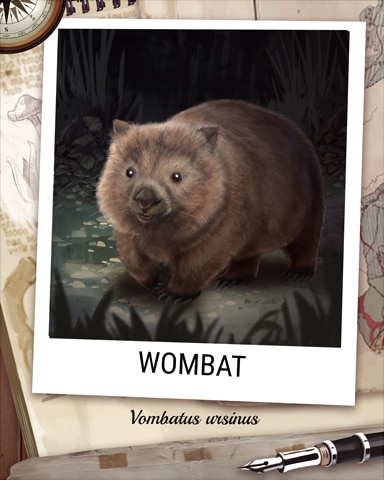 Wombat Nocturnal Animal Badge - StoryQuest Wombat Nocturnal Animal Badge - StoryQuest