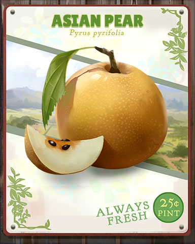 Asian Pear Produce Badge - Sweet Tooth Town Asian Pear Produce Badge - Sweet Tooth Town