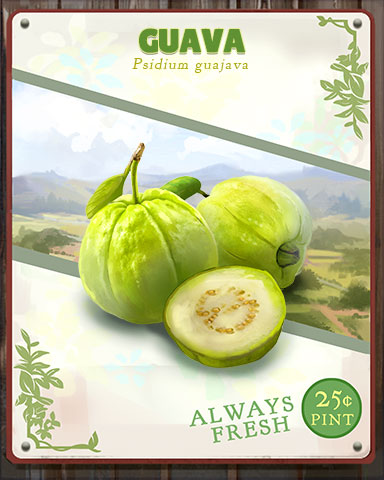Guava Produce Badge - Tri-Peaks Solitaire HD Guava Produce Badge - Tri-Peaks Solitaire HD