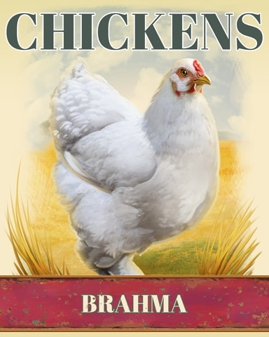 Brahma Chickens Badge - Poppit! Bingo