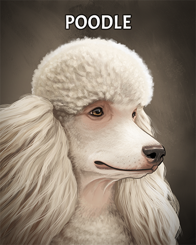 Poodle Badge - Lottso! Express HD Poodle Badge - Lottso! Express HD