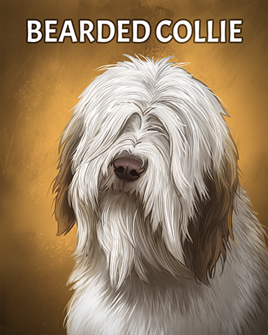 Bearded Collie Badge - Lottso! Express HD Bearded Collie Badge - Lottso! Express HD