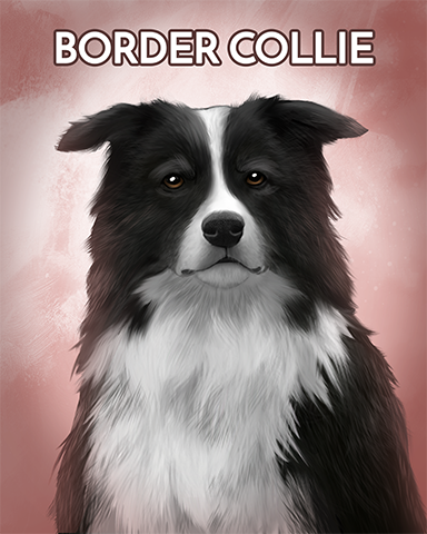 Border Collie Badge - Cross Country Adventure Border Collie Badge - Cross Country Adventure