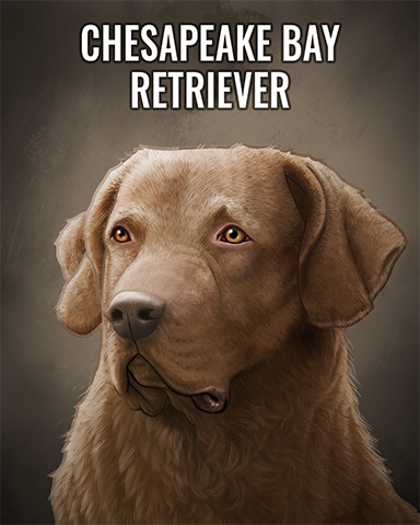 Chesapeake Bay Retriever Badge - Claire Hart Classic Chesapeake Bay Retriever Badge - Claire Hart Classic