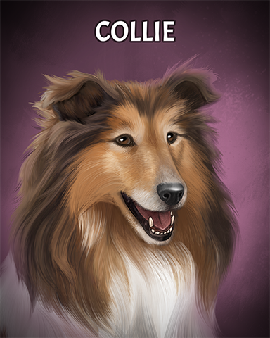 Collie Badge - Aces Up! HD Collie Badge - Aces Up! HD