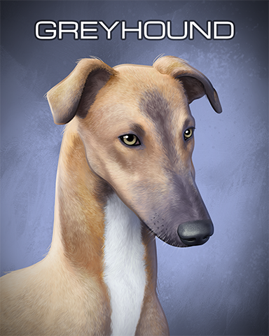 Greyhound Badge - Turbo 21 HD Greyhound Badge - Turbo 21 HD