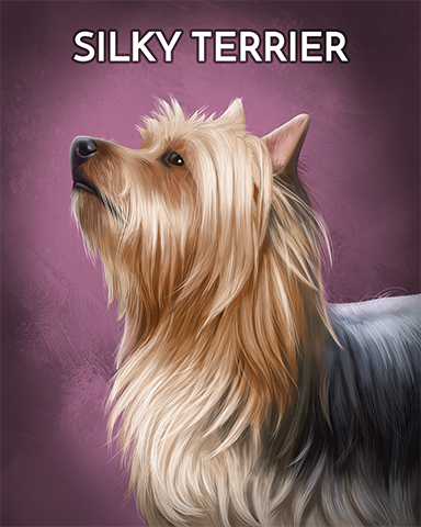 Silky Terrier Badge - StoryQuest Silky Terrier Badge - StoryQuest