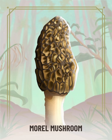 Morel Fungi Badge - Canasta HD Morel Fungi Badge - Canasta HD