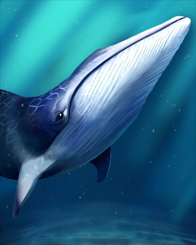 Dwarf Minke Whale Badge - Jet Set Solitaire Dwarf Minke Whale Badge - Jet Set Solitaire
