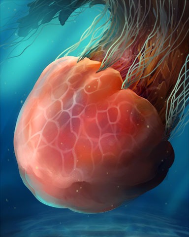 Lion's Mane Jellyfish Badge - Claire Hart Classic Lion's Mane Jellyfish Badge - Claire Hart Classic