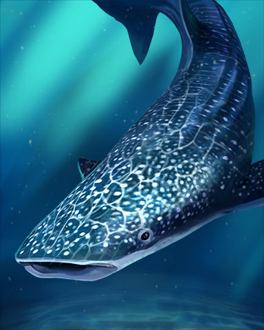 Whale Shark Badge - First Class Solitaire HD Whale Shark Badge - First Class Solitaire HD