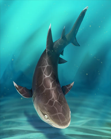 Whitetip Reef Shark Badge - Lottso! Express HD Whitetip Reef Shark Badge - Lottso! Express HD