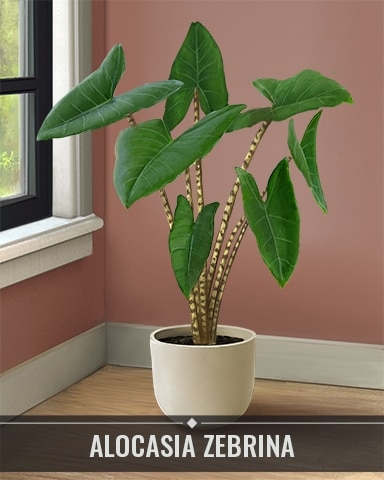 Alocasia Zebrina Houseplants Badge - Aces Up! HD Alocasia Zebrina Houseplants Badge - Aces Up! HD