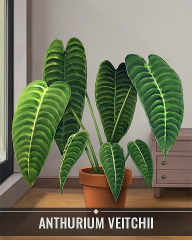 Anthurium Veitchii Houseplants Badge - First Class Solitaire HD Anthurium Veitchii Houseplants Badge - First Class Solitaire HD