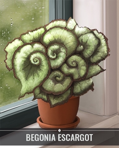 Begonia Escargot Houseplants Badge - Jigsaw Treasure Hunter HD Begonia Escargot Houseplants Badge - Jigsaw Treasure Hunter HD