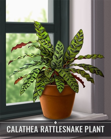 Calathea Rattlesnake Plant Houseplants Badge - Matching Moments