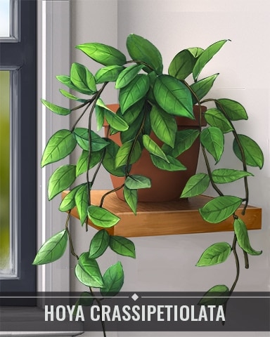 Hoya Crassipetiolata Houseplants Badge - Garden Blast