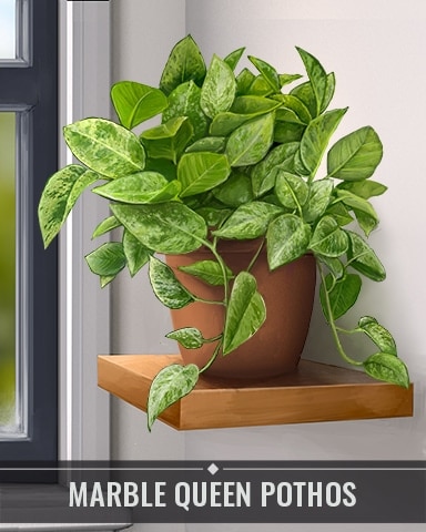 Marble Queen Pothos Houseplants Badge - Poppit! Bingo