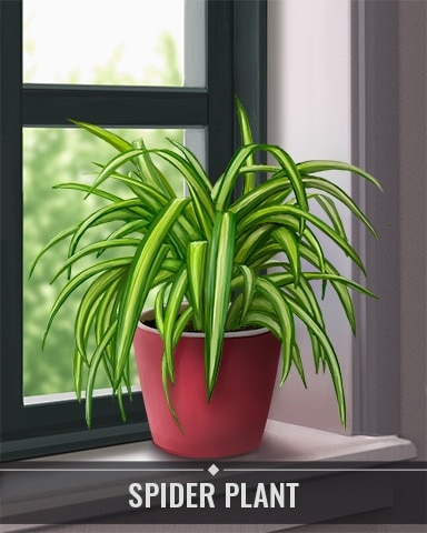 Spider Plant Houseplants Badge - First Class Solitaire HD Spider Plant Houseplants Badge - First Class Solitaire HD
