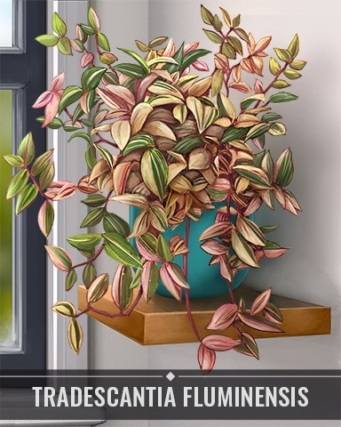 Tradescantia Fluminensis Houseplants Badge - Mahjong Garden HD Tradescantia Fluminensis Houseplants Badge - Mahjong Garden HD