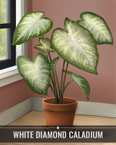 White Diamond Caladium Houseplants Badge - Jet Set Solitaire White Diamond Caladium Houseplants Badge - Jet Set Solitaire