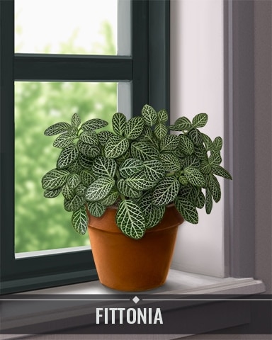 Fittonia Houseplants Badge - Snowbird Solitaire Fittonia Houseplants Badge - Snowbird Solitaire