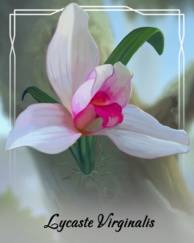 Lycaste Virginalis Orchid Badge - First Class Solitaire HD Lycaste Virginalis Orchid Badge - First Class Solitaire HD