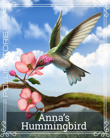 Anna's Hummingbird Pollinators Badge - Canasta HD