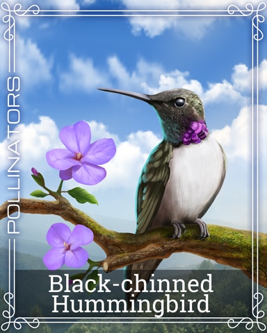 Black-chinned Hummingbird Pollinators Badge - Word Whomp HD