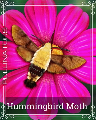 Hummingbird Moth Pollinators Badge - Word Search Daily HD Hummingbird Moth Pollinators Badge - Word Search Daily HD