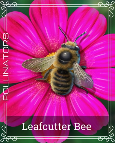 Leafcutter Bee Pollinators Badge - Word Whomp HD