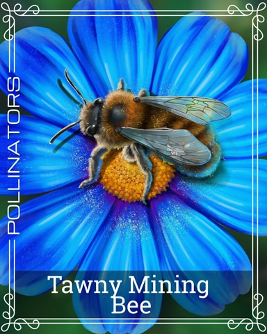 Tawny Mining Bee Pollinators Badge - Jet Set Solitaire