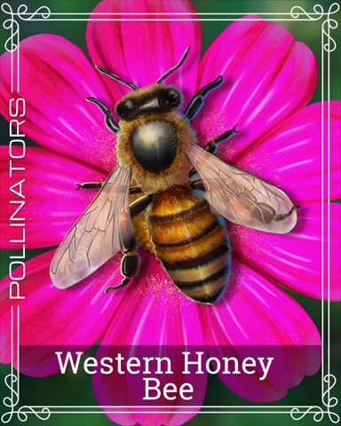 Western Honey Bee Pollinators Badge - Bejeweled Stars