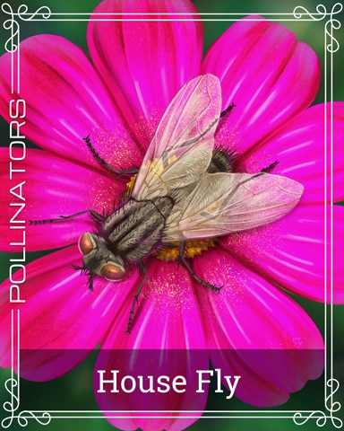 Housefly Pollinators Badge - Rainy Day Spider Solitaire HD Housefly Pollinators Badge - Rainy Day Spider Solitaire HD