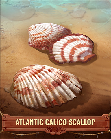Atlantic Calico Scallop Shell Badge - Sweet Tooth Town Atlantic Calico Scallop Shell Badge - Sweet Tooth Town