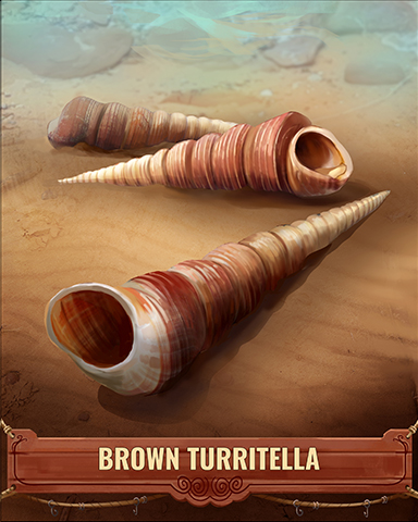 Brown Turritella Shell Badge - Word Whomp HD Brown Turritella Shell Badge - Word Whomp HD