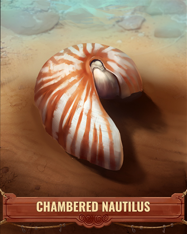 Chambered Nautilus Shell Badge - Poppit! Bingo Chambered Nautilus Shell Badge - Poppit! Bingo