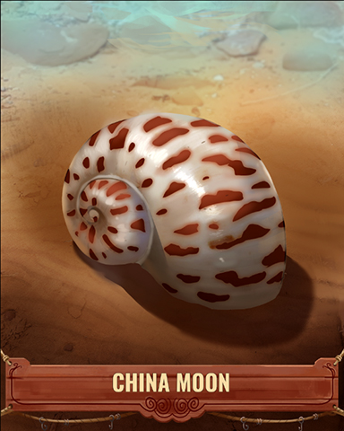 China Moon Shell Badge - Quinn's Aquarium China Moon Shell Badge - Quinn's Aquarium